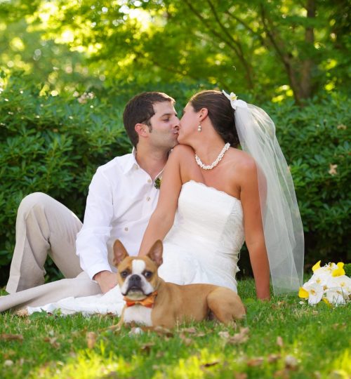 dog-and-wedding
